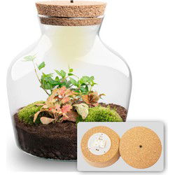 URBANJNGL - Planten terrarium • Little Joe • Ecosysteem plant • ↑ 21,5 cm