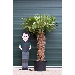 Chinese waaierpalm Trachycarpus Fortunei h 230 cm st. h 140 cm