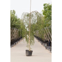 2 stuks! Prieelberk Betula pendula Youngii h 210 cm st. omtrek 8 cm st. h 180 cm boom - Warentuin Natuurlijk