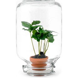 URBANJNGL - Easyplant • Coffea Arabica • Planten terrarium