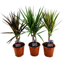 Dracaena Marginata - Mix van 3 - Drakenbloedboom - ø12cm - Hoogte 30-40cm