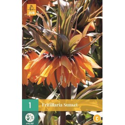 Fritillaria imp. Sunset