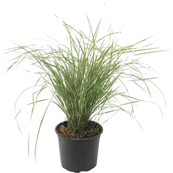 Bont struisriet - Calamagrostis acutiflora 'Overdam' - Hoogte 20-30cm - ⌀23cm