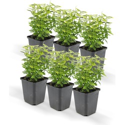 Hello Plants Euonymus Emerald 'n Gold P9 Kardinaalsmuts - 6 Stuks - Ø 10 cm - Hoogte: 25 cm