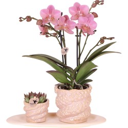 Kolibri Company | Gift set Octopus Pink small | Groene plant met oudroze Phalaenopsis orchidee in Octopus pink sierpotten op wit organisch dienblad