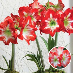 Hippeastrum - Set van 2 - Rood met Witte Amaryllis Bloembollen