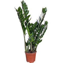 ZynesFlora - Zamioculcas - ZZ Plant - Ø 17 cm - Hoogte: 55 - 65 cm - Kamerplant