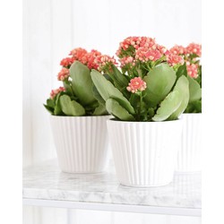 3x Kalanchoe Coral in pot 