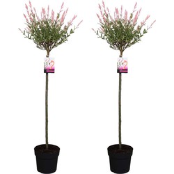 Salix Flamingo - Set van 2 - Bonte Wilg - Pot 19cm - Hoogte 90-110cm