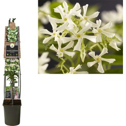 2 stuks - Klimplant Trachelospermum jasminoides 120 cm - Van der Starre