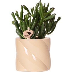 Kolibri Greens | succulent Crassula Hobbit + Painted Stripe pot lila - potmaat Ø9cm | bloeiende kamerplant - vers van de kweker