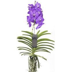 Vanda orchidee - Lila - L - Hoogte 60cm