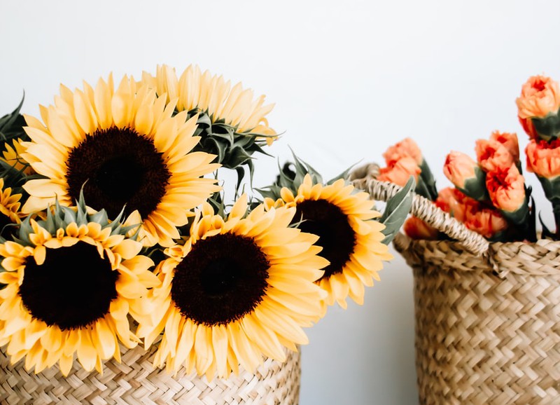 Alles wat je wilt weten over zonnebloemen 