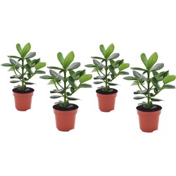 Clusia rosea 'Princess' - Set van 4 - Pot 12cm - Hoogte 25-35cm