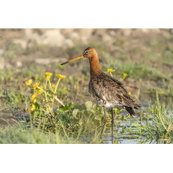 Tuinschilderij limosa lim 130x70