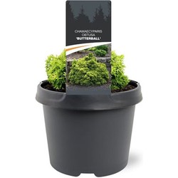 Chamaecyparis obtusa Butterball 15-20 cm Conifeer