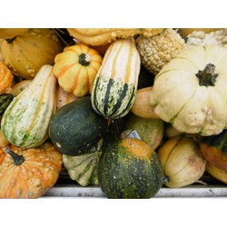 Sier Pompoenen 10 stuks ongeveer 12 cm - Warentuin Natuurlijk