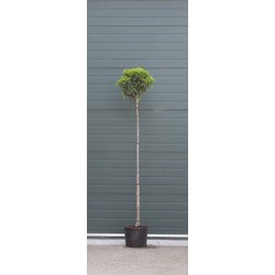 2 stuks! Portugese laurier bolvorm Prunus lusitanica h 210 cm st. omtrek 8 cm st. h 180 cm boom - Warentuin Natuurlijk