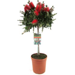 Callistemon citrinus - lampenpoetersplant - Pot 21cm - Hoogte 90-110cm