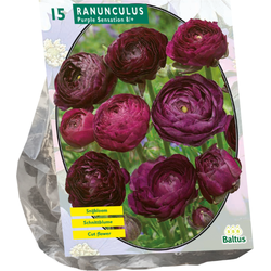 Bloembollen Ranonkel Purple Sensation per 15