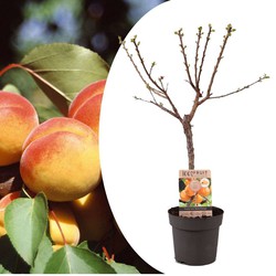 Prunus Armeniaca - Abrikozenboom - Fruitboom - Pot 21cm - Hoogte 90-100cm