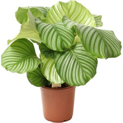 Calathea Orbifolia - Pauwenplant - Pot 21cm - Hoogte 55-60cm