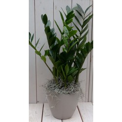 Zamioculcas in taupe pot 55 cm