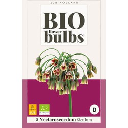 Allium nectaroscorum siculum - bio