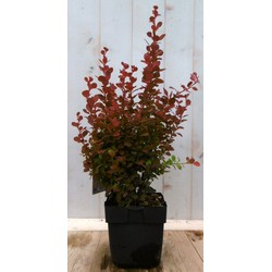 2 stuks - Berberis rood 40 cm