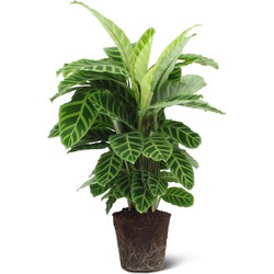 We Love Plants - Calathea Zebrina - 70 cm hoog - Luchtzuiverende plant