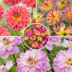 Dahlia Pacific Bulb Mix - Set van 6 - Dahlia knollen