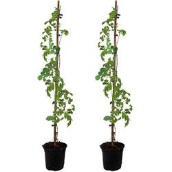 Campsis 'Flava' XL - Set van 2 - Tuinplant - Klimplant - ⌀17 cm - Hoogte 110 cm