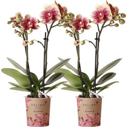 Kolibri Orchids | COMBI DEAL van 2 geel rode phalaenopsis orchideeën - Spain - potmaat Ø9cm | bloeiende kamerplant - vers van de kweker