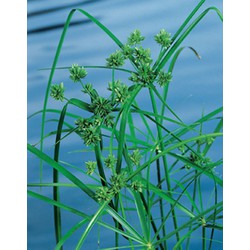 2 stuks! Cyperus alternifolius potmaat P9 - Moerings