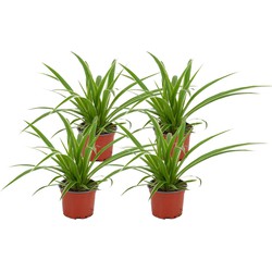 ZynesFlora - Chlorophytum - Graslelie - 4 Stuks - Ø 12 cm - Hoogte: 25 - 30 cm - Kamerplant - Luchtzuiverend - Graslelie