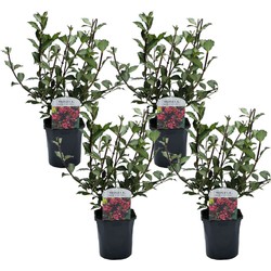 Weigela Florida Nana Purpurea set 4 - Pot 17cm - Hoogte 25-40cm