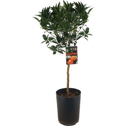 Citrus aurantium Tarocco - Bloedsinaasappel - ⌀19cm - Hoogte 90-110cm