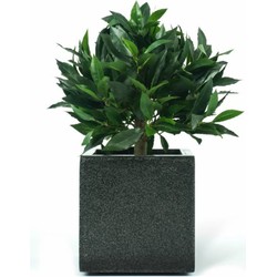 Hoyz Greenery - Kunstplant Laurier Boom 33 cm