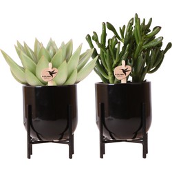 Kolibri Greens | Succulenten set van 2 planten in zwarte Nordic sierpotten - keramiek  potmaat Ø9cm