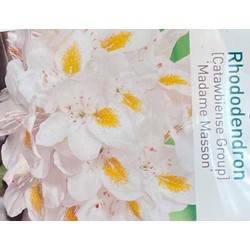 Rhododendron Madame Masson - Warentuin Natuurlijk