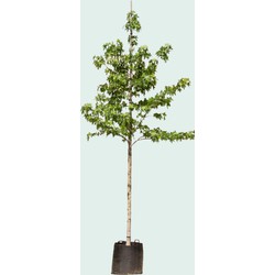 Amberboom solitair Liquidambar styraciflua 187,5 cm - Warentuin Natuurlijk