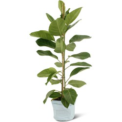 We Love Plants - Ficus Altissima + Plantbag Old Blue - 85 cm hoog - Luchtzuiverende plant