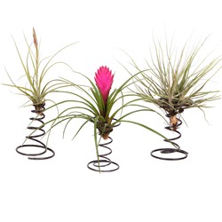 Tillandsia op spiraal - 3 luchtplantjes op decoratieve spiraal - Hoogte 5-15cm