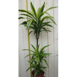 Kamerplant Drakenbloedboom Dracaena Fragrans Geel-Groen 120 cm