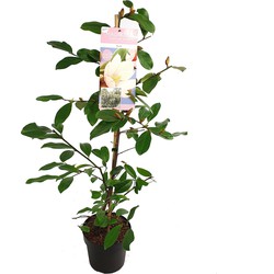 Hello Plants Michelia Fairy Magnolia Blush Struik - Ø 19 cm - Hoogte: 70 cm