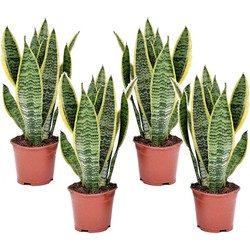 Sansevieria Laurentii - Set van 4 - Vrouwentong - Pot 12cm - Hoogte 30-40cm