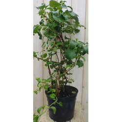 Hortensia Klimhortensia