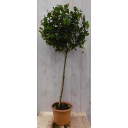 Glansmispel Photinia Red Robin rood stamhoogte 50 cm en hoogte 100 cm