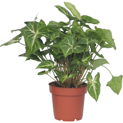 Pijlplant - Syngonium podophyllum 'Pixie' - Hoogte 25-40cm - ⌀12cm
