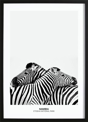 Zebra Hug Poster (50x70cm) - 